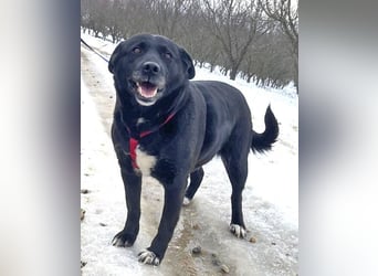 Labrador-Mix Masha geb. 10/2021 ist für Anfäner gut geeignet