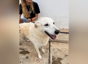 Zizou Rüstiger Labrador Schäfi Mix, 8Jahre, kastriert: Ein Leben hinter Gittern – jetzt muss sich al