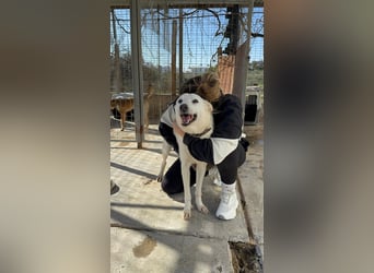 Zizou Rüstiger Labrador Schäfi Mix, 8Jahre, kastriert: Ein Leben hinter Gittern – jetzt muss sich al