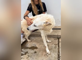 Zizou Rüstiger Labrador Schäfi Mix, 8Jahre, kastriert: Ein Leben hinter Gittern – jetzt muss sich al