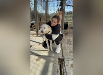 Zizou Rüstiger Labrador Schäfi Mix, 8Jahre, kastriert: Ein Leben hinter Gittern – jetzt muss sich al