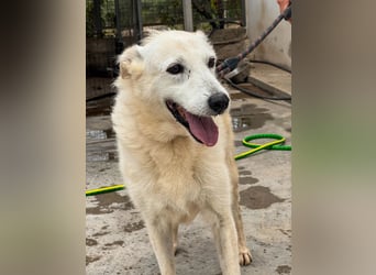 Zizou Rüstiger Labrador Schäfi Mix, 8Jahre, kastriert: Ein Leben hinter Gittern – jetzt muss sich al