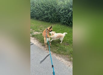 Tyson - Labrador Malinois Mischling