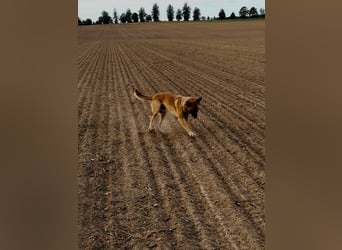 Tyson - Labrador Malinois Mischling