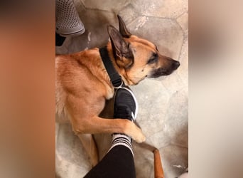 Tyson - Labrador Malinois Mischling