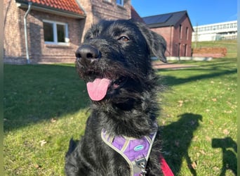 Elly in 21682  - 2,5 Jahre junge Labrador-Schnauzer-Mischlingshündin