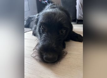 Elly in 21682  - 2,5 Jahre junge Labrador-Schnauzer-Mischlingshündin