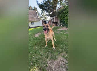 Tyson - Labrador Malinois Mischling