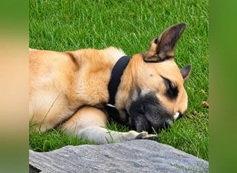 Tyson - Labrador Malinois Mischling