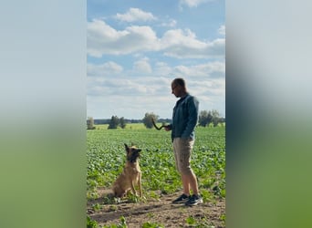 Tyson - Labrador Malinois Mischling