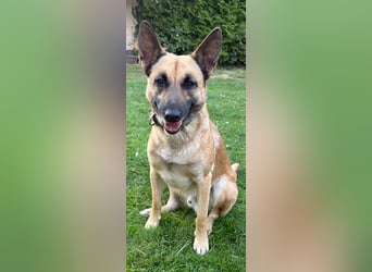 Tyson - Labrador Malinois Mischling