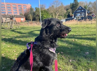 Elly in 21682  - 2,5 Jahre junge Labrador-Schnauzer-Mischlingshündin