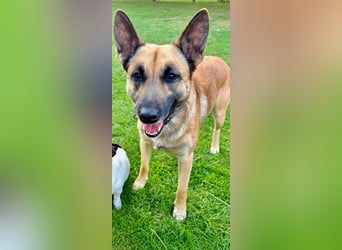 Tyson - Labrador Malinois Mischling