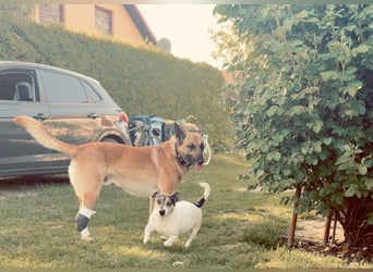 Tyson - Labrador Malinois Mischling
