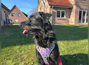 Elly in 21682  - 2,5 Jahre junge Labrador-Schnauzer-Mischlingshündin