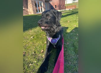 Elly in 21682  - 2,5 Jahre junge Labrador-Schnauzer-Mischlingshündin