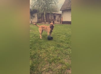 Tyson - Labrador Malinois Mischling