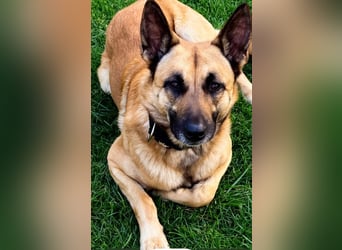Tyson - Labrador Malinois Mischling