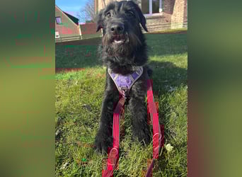 Elly in 21682  - 2,5 Jahre junge Labrador-Schnauzer-Mischlingshündin