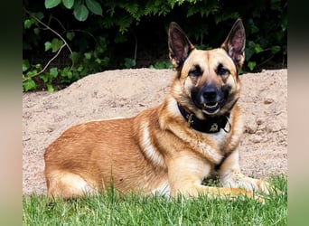 Tyson - Labrador Malinois Mischling