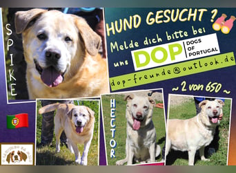 Freundliche Labrador Senioren ♦️SPIKE + HECTOR ♦️ 2 von ~ 650 Hunden