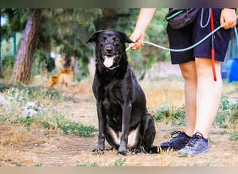 LABBI ♥️ SAGE - Neuzugang in der Cantinho da Milu !