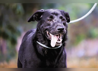 LABBI ♥️ SAGE - Neuzugang in der Cantinho da Milu !