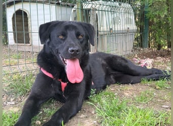 aktiver, verspielter Labrador-Mischling sucht seine Familie