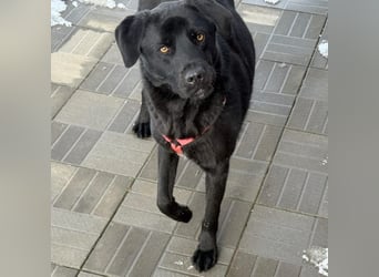 aktiver, verspielter Labrador-Mischling sucht seine Familie