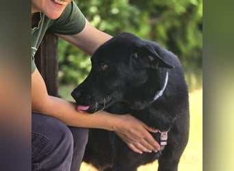 aktiver, verspielter Labrador-Mischling sucht seine Familie