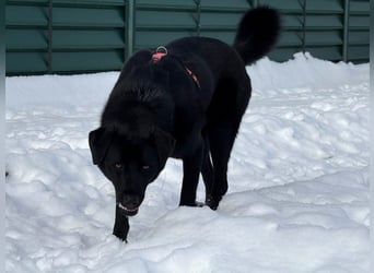 aktiver, verspielter Labrador-Mischling sucht seine Familie
