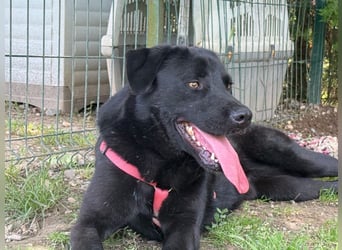 aktiver, verspielter Labrador-Mischling sucht seine Familie