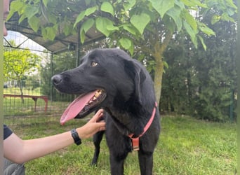 aktiver, verspielter Labrador-Mischling sucht seine Familie