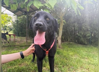 aktiver, verspielter Labrador-Mischling sucht seine Familie
