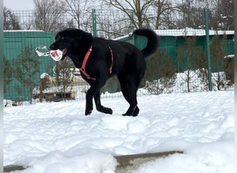 aktiver, verspielter Labrador-Mischling sucht seine Familie