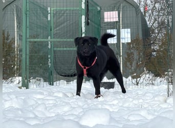 aktiver, verspielter Labrador-Mischling sucht seine Familie