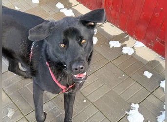aktiver, verspielter Labrador-Mischling sucht seine Familie