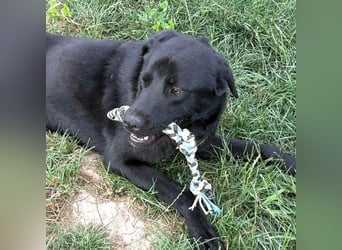 aktiver, verspielter Labrador-Mischling sucht seine Familie