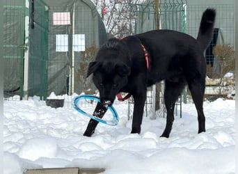 aktiver, verspielter Labrador-Mischling sucht seine Familie