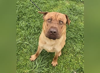 Rusty der Sportliche