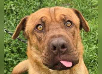 Rusty der Sportliche