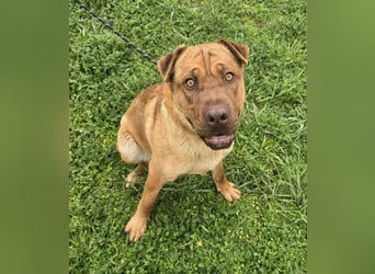 Rusty der Sportliche