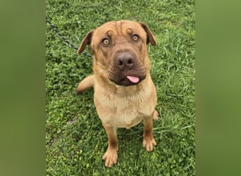 Rusty der Sportliche