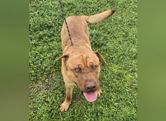 Rusty der Sportliche