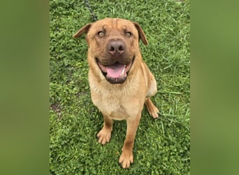 Rusty der Sportliche