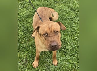 Rusty der Sportliche