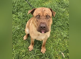 Rusty der Sportliche