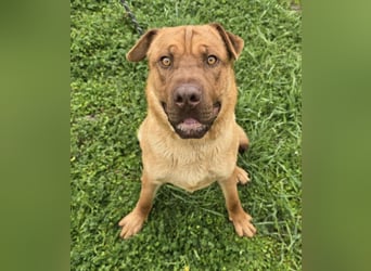 Rusty der Sportliche