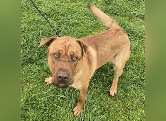 Rusty der Sportliche