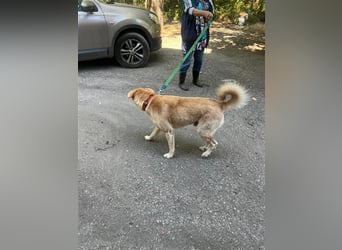 Tico, lieber Retriever-Mix Rüde sucht sein Glück Tico, lieber Retriever-Mix Rüde sucht sein Glück